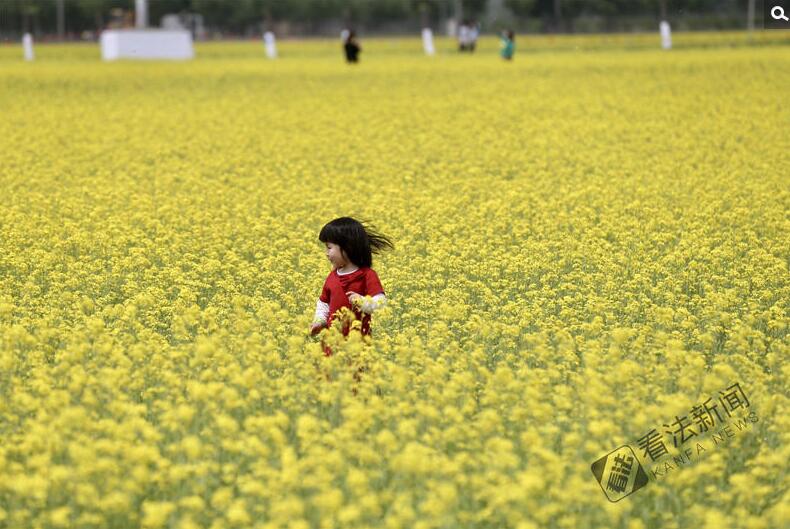 出游新選擇！順義油菜花海美如畫