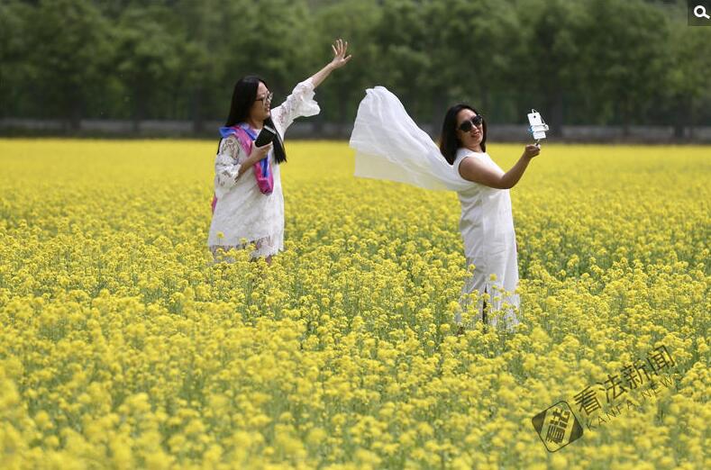 出游新選擇！順義油菜花海美如畫