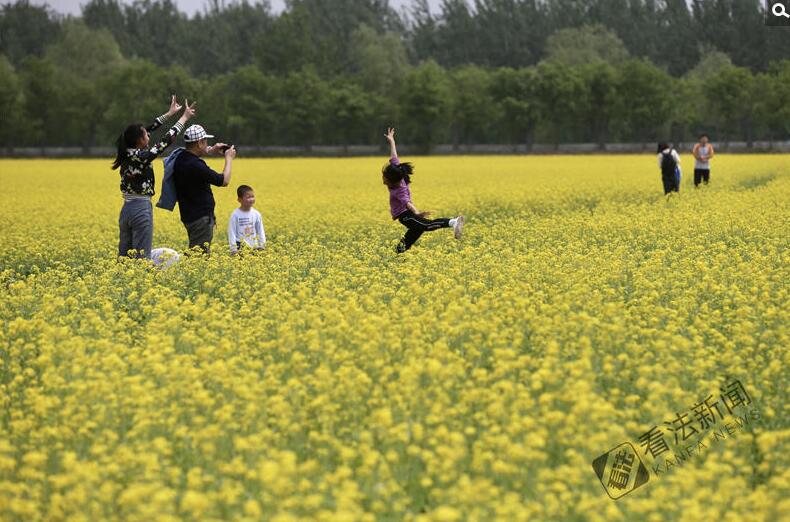 出游新選擇！順義油菜花海美如畫