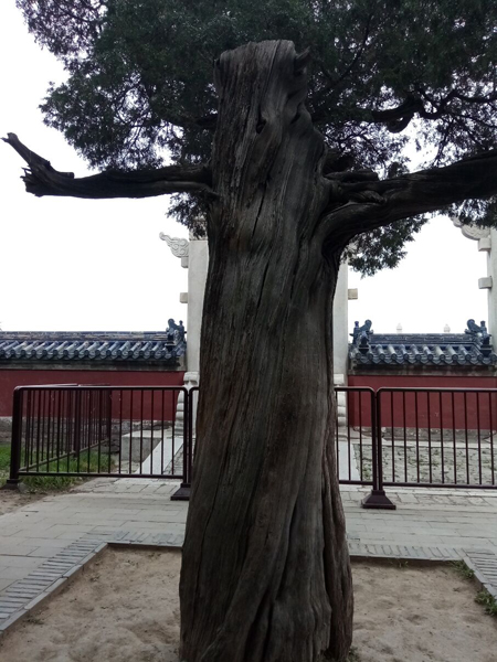 李月手機拍圖之——天壇