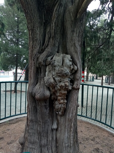 李月手機拍圖之——天壇