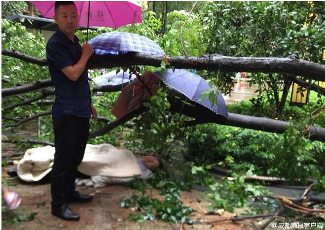 成都大風暴雨 男子被大樹砸成顱內出血