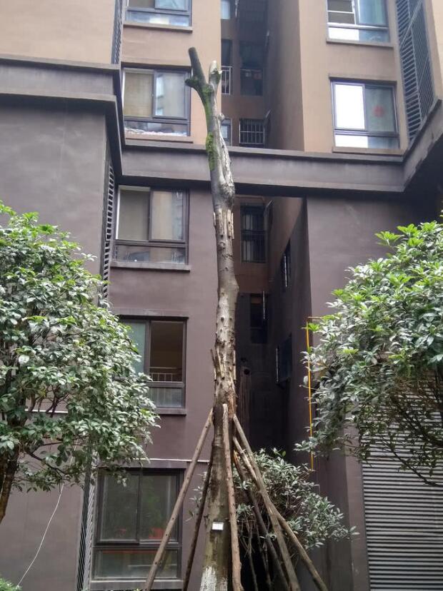 成都大風暴雨 男子被大樹砸成顱內出血