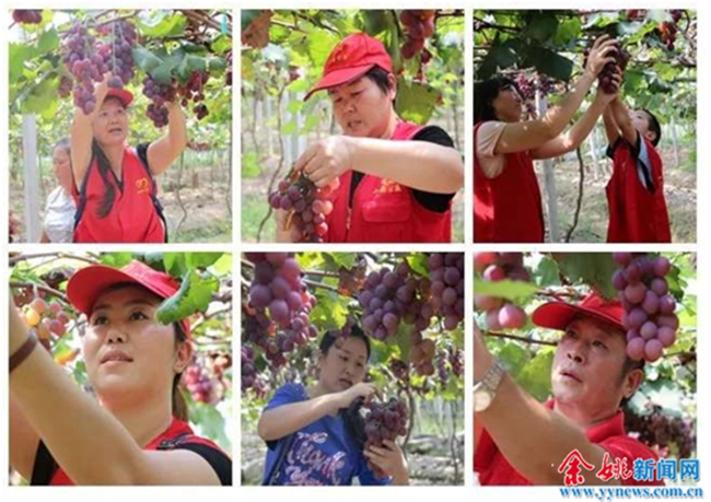 余姚小強公益助力殘疾果農銷完萬斤葡萄