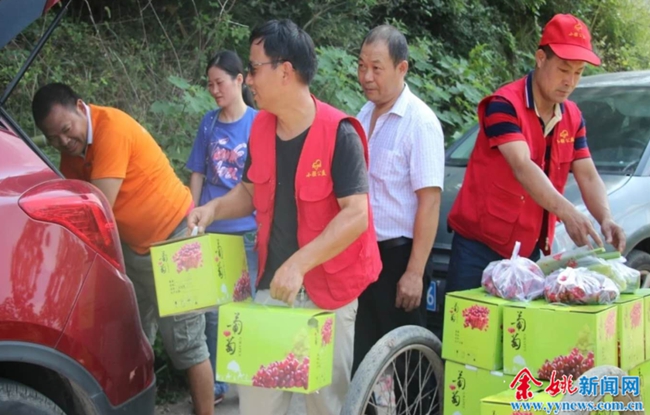 余姚小強公益助力殘疾果農銷完萬斤葡萄