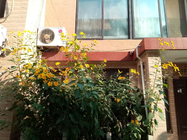 李月手機拍圖——不覺秋深