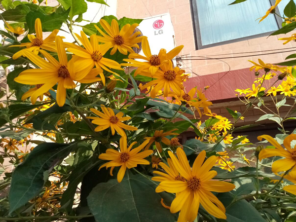 李月手機拍圖——不覺秋深