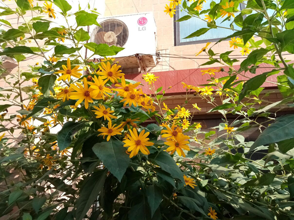 李月手機拍圖——不覺秋深