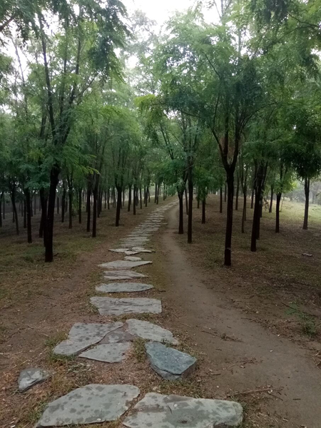 李月手機拍圖——不覺秋深