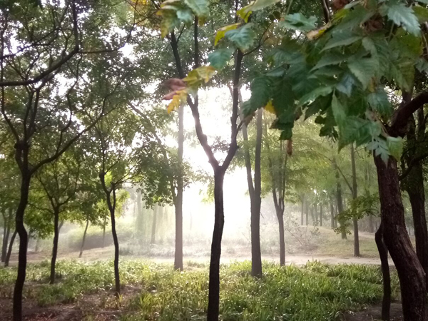 李月手機拍圖——不覺秋深