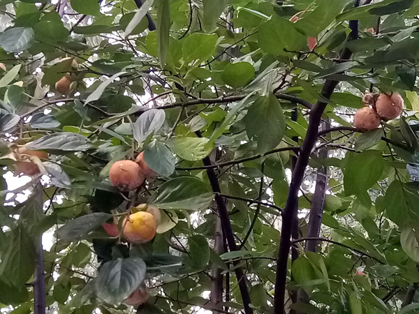 李月手機拍圖——不覺秋深