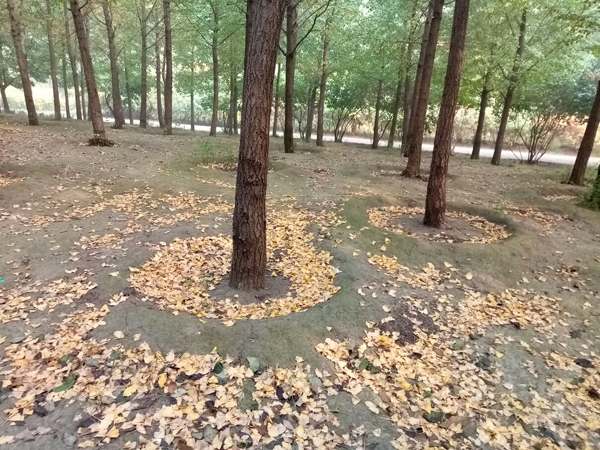 李月手機拍圖——不覺秋深