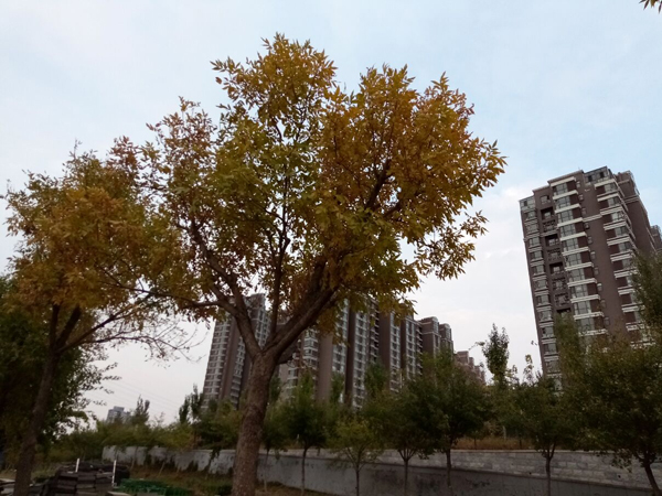 李月手機拍圖——不覺秋深