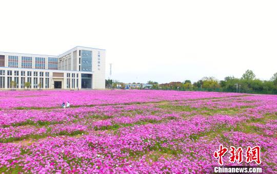 壯觀、粉色浪漫花海 