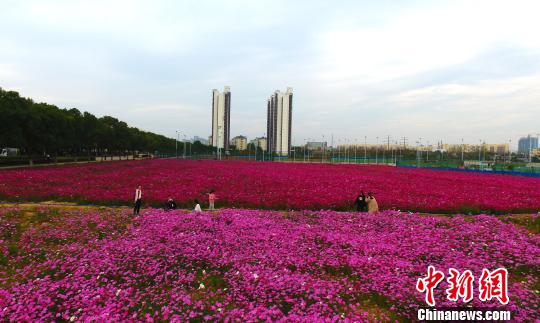 江西一高?，F粉色浪漫花海場面壯觀