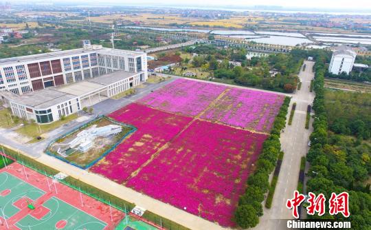 壯觀、粉色浪漫花海 
