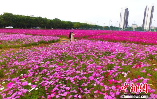 壯觀、粉色浪漫花海 