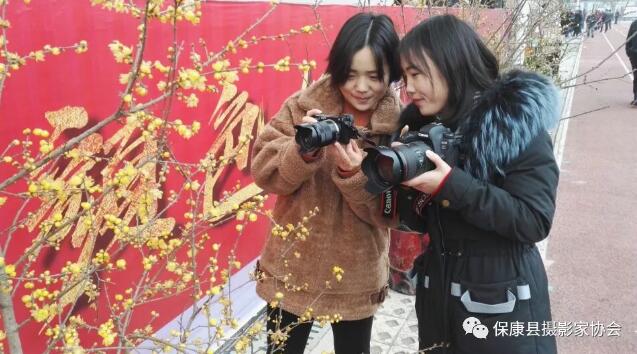 保康第三屆蠟梅盆景藝術暨攝影展開幕