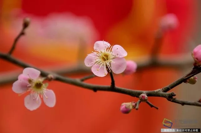 春天來了！京城六大賞梅地芬芳你的初春