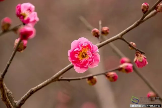 春天來了！京城六大賞梅地芬芳你的初春