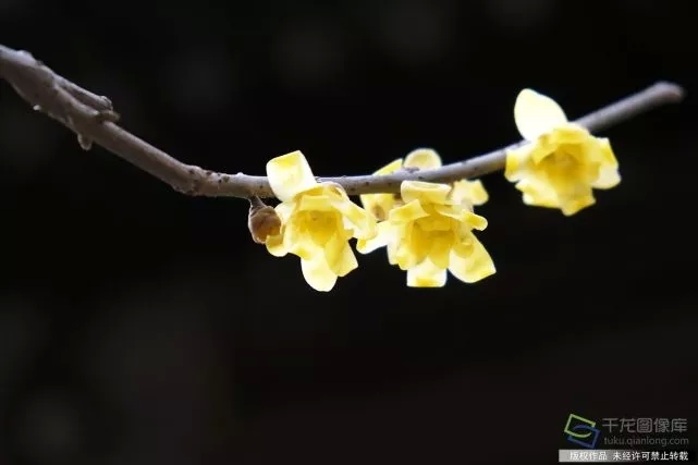 春天來了！京城六大賞梅地芬芳你的初春