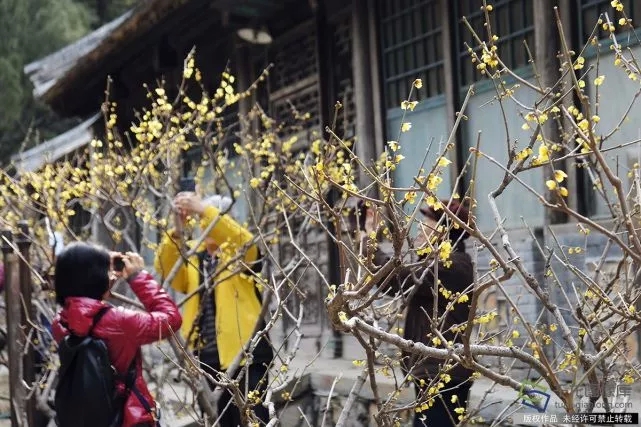 春天來了！京城六大賞梅地芬芳你的初春
