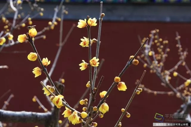 春天來了！京城六大賞梅地芬芳你的初春