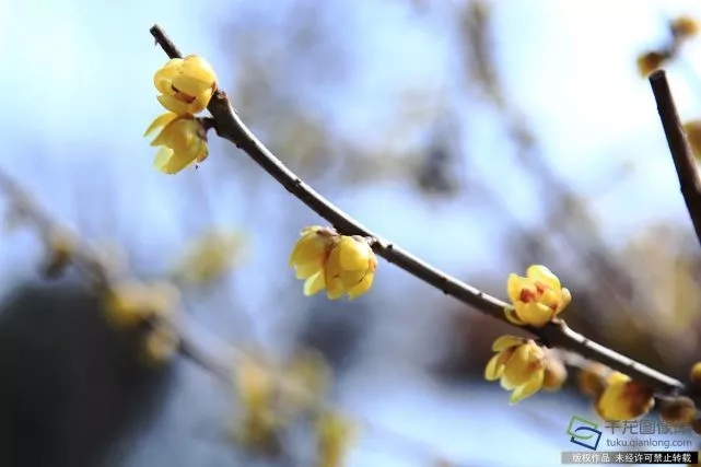 春天來了！京城六大賞梅地芬芳你的初春