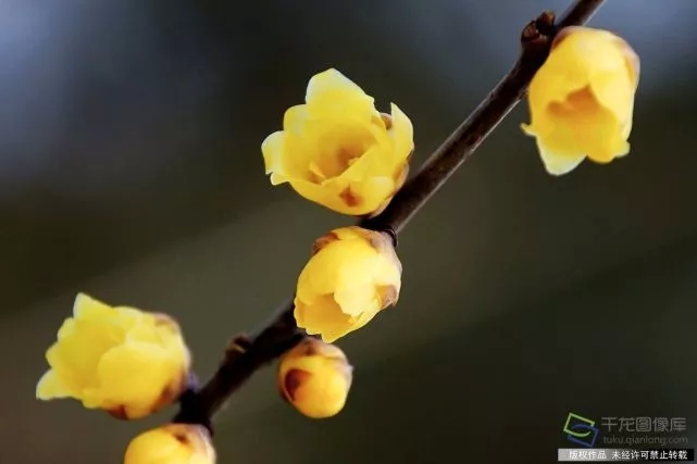 春天來了！京城六大賞梅地芬芳你的初春