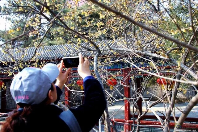春天來了！京城六大賞梅地芬芳你的初春