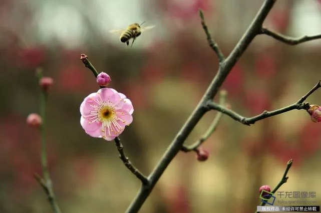 春天來了！京城六大賞梅地芬芳你的初春