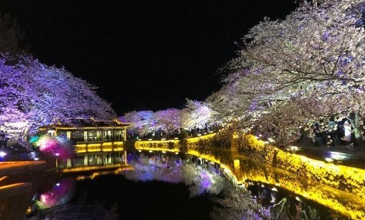 光影與花完美結合 無錫太湖黿頭渚夜櫻美如畫