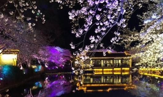 光影與花完美結合 無錫太湖黿頭渚夜櫻美如畫
