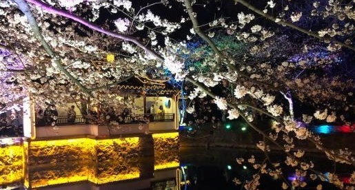 光影與花完美結合 無錫太湖黿頭渚夜櫻美如畫