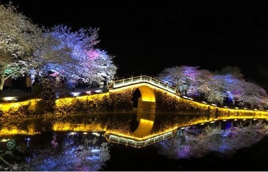 光影與花完美結合 無錫太湖黿頭渚夜櫻美如畫