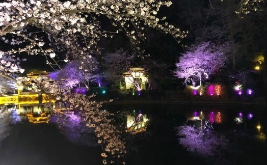 光影與花完美結合 無錫太湖黿頭渚夜櫻美如畫
