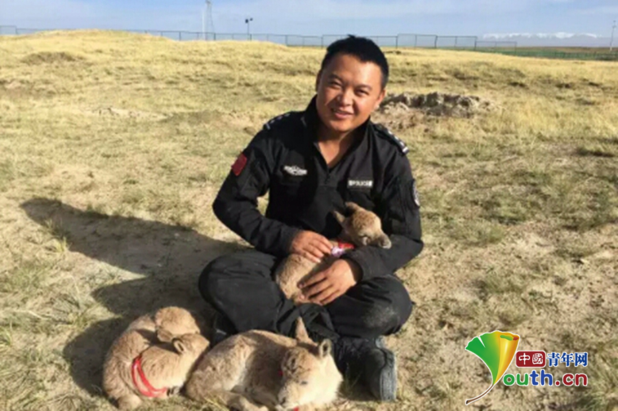 動物天堂”守護者龍周才加：十余載堅守鑄就可可西里最美風景