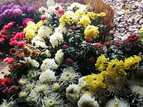 體驗(yàn)第十一屆平谷·西柏店菊花美食文化節(jié)