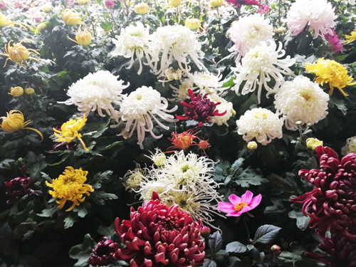 體驗(yàn)第十一屆平谷·西柏店菊花美食文化節(jié)