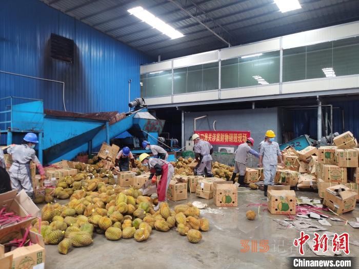 廣西水口海關無害化銷毀18.88噸涉嫌走私入境水果