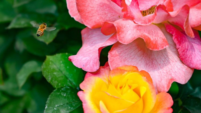 月季盛開時！關于賞花，這些信息值得關注