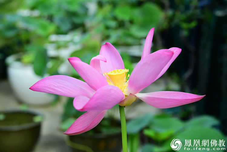 遙想宋人畫中花，今日盛開在佛家