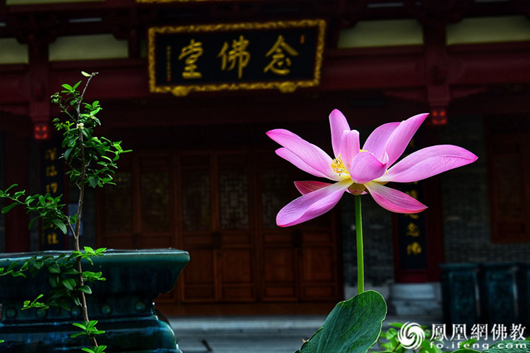 遙想宋人畫中花，今日盛開在佛家