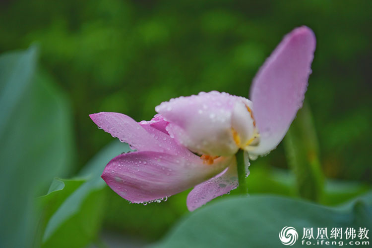遙想宋人畫中花，今日盛開在佛家