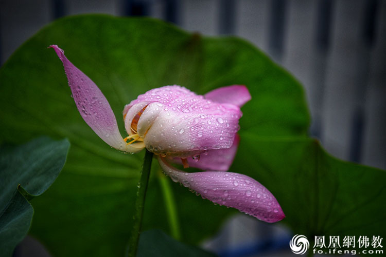 遙想宋人畫中花，今日盛開在佛家