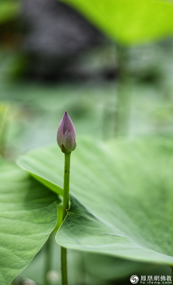遙想宋人畫中花，今日盛開在佛家