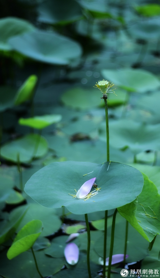 遙想宋人畫中花，今日盛開在佛家