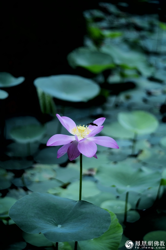 遙想宋人畫中花，今日盛開在佛家