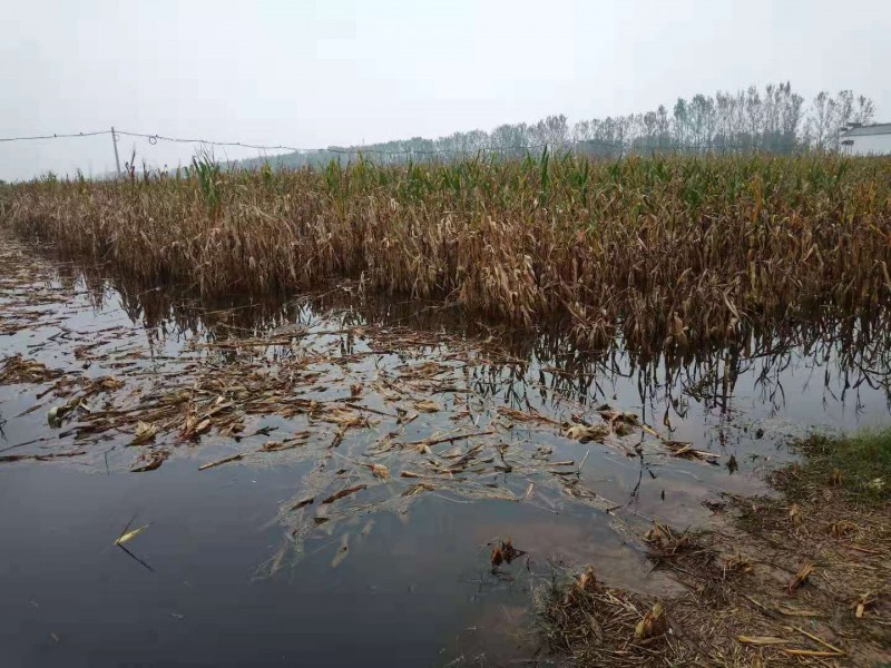 暴雨下的故鄉