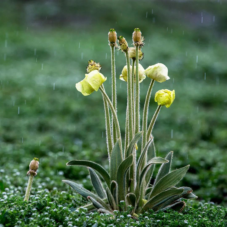 中國國家公園，到底有多寶藏？
